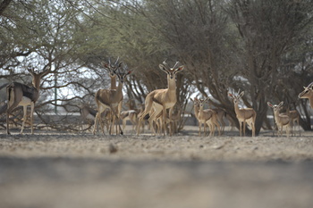 Al Saleel Natural Park Reserve