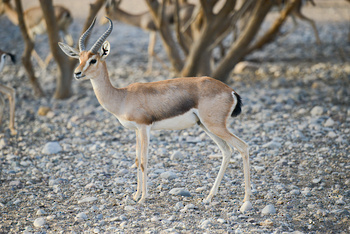 Al Saleel Natural Park Reserve