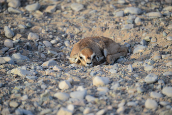 Al Saleel Natural Park Reserve