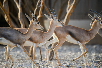 Al Saleel Natural Park Reserve