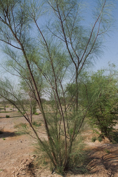Al Saleel Natural Park Reserve