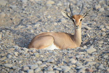 Parc naturel d\'Al Saleel