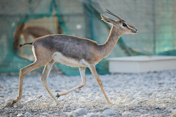 Parc naturel d\'Al Saleel