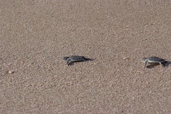 Réserve des tortues dans le gouvernorat d’Al Sharqiya Sud, Ras Al Hadd