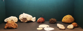 Musée d’Histoire naturelle