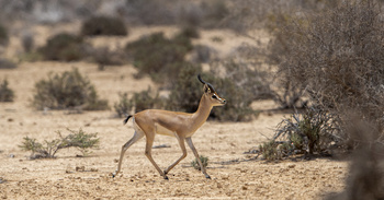  Réserve de Ras Al Shajar – Qurayat