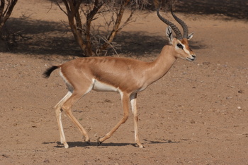 Al Saleel Natural Park Reserve