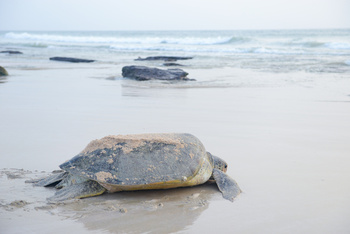 Réserve des tortues dans le gouvernorat d’Al Sharqiya Sud, Ras Al Hadd