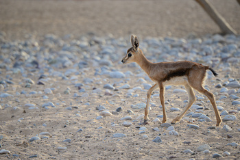 Parc naturel d\'Al Saleel