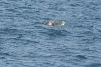 Réserve des tortues dans le gouvernorat d’Al Sharqiya Sud, Ras Al Hadd