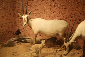 Musée d’Histoire naturelle