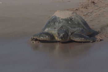 Réserve des tortues dans le gouvernorat d’Al Sharqiya Sud, Ras Al Hadd