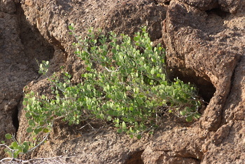 Al Saleel Natural Park Reserve