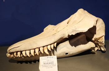Musée d’Histoire naturelle