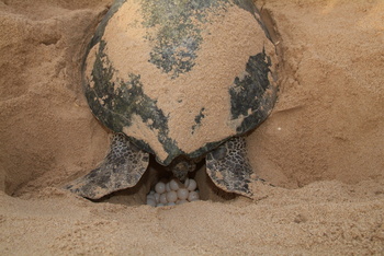 Schildkrötenreservat – Gouvernement Al Sharqiyah Süd (Ras Al Hadd)
