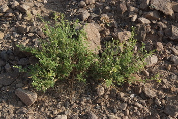 Al Saleel Natural Park Reserve