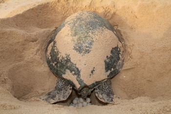 Réserve des tortues dans le gouvernorat d’Al Sharqiya Sud, Ras Al Hadd