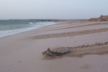 Réserve des tortues dans le gouvernorat d’Al Sharqiya Sud, Ras Al Hadd