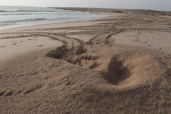 Schildkrötenreservat – Gouvernement Al Sharqiyah Süd (Ras Al Hadd)