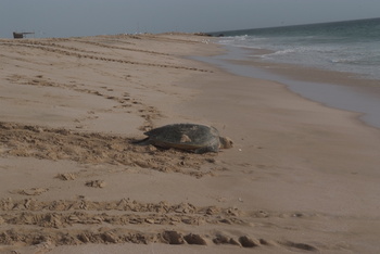 Réserve des tortues dans le gouvernorat d’Al Sharqiya Sud, Ras Al Hadd