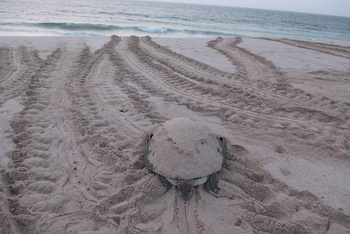 Réserve des tortues dans le gouvernorat d’Al Sharqiya Sud, Ras Al Hadd