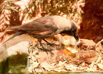 Musée d’Histoire naturelle
