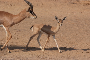 Al Saleel Natural Park Reserve