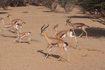 Al Saleel Natural Park Reserve