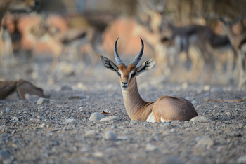 Al Saleel Natural Park Reserve