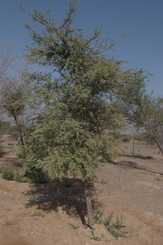 حديقة السليل الطبيعية