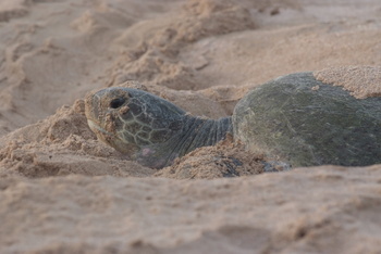 Schildkrötenreservat – Gouvernement Al Sharqiyah Süd (Ras Al Hadd)