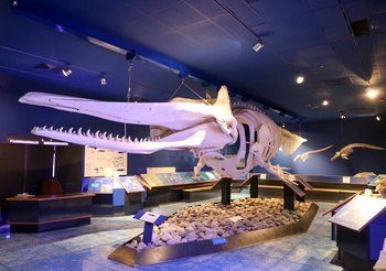 Musée d’Histoire naturelle