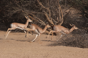 Parc naturel d\'Al Saleel