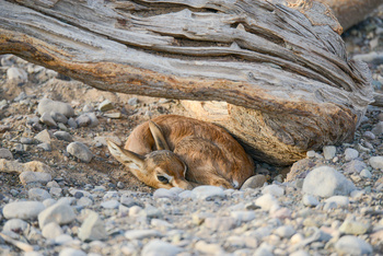Al Saleel Natural Park Reserve