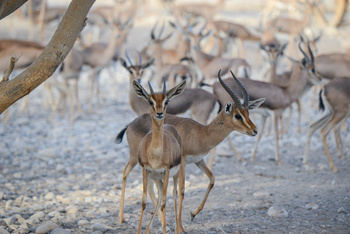 Parc naturel d\'Al Saleel