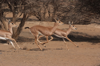 Parc naturel d\'Al Saleel
