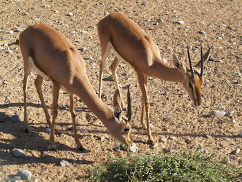 Al Saleel Natural Park Reserve