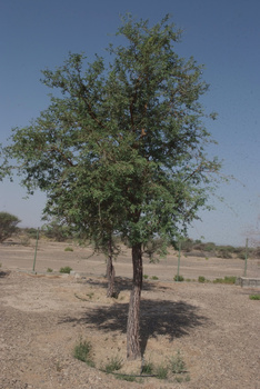 Parc naturel d\'Al Saleel