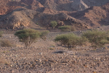Parc naturel d\'Al Saleel