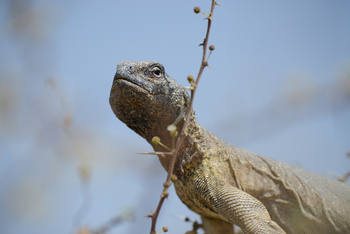 Al Saleel Natural Park Reserve