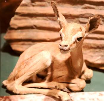 Musée d’Histoire naturelle