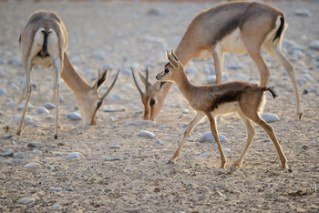 Al Saleel Natural Park Reserve