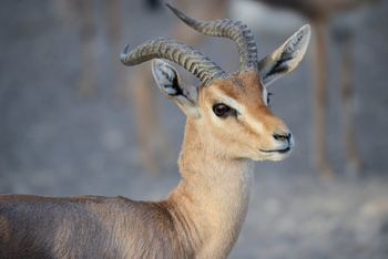 Parc naturel d\'Al Saleel