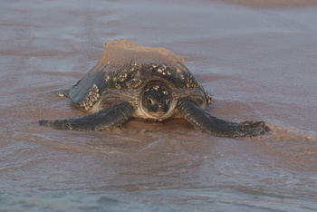 Réserve des tortues dans le gouvernorat d’Al Sharqiya Sud, Ras Al Hadd