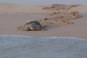 Schildkrötenreservat – Gouvernement Al Sharqiyah Süd (Ras Al Hadd)