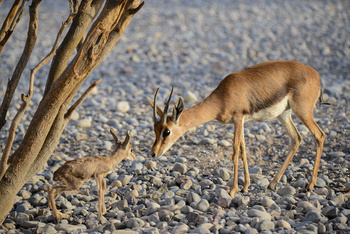 Al Saleel Natural Park Reserve