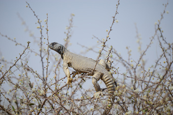 Al Saleel Natural Park Reserve