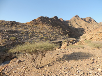 محمية جبل قهوان الطبيعية