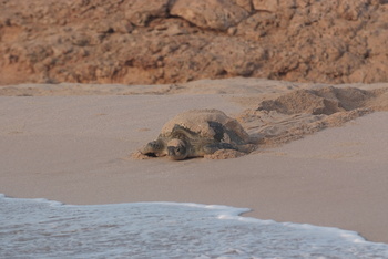 Schildkrötenreservat – Gouvernement Al Sharqiyah Süd (Ras Al Hadd)