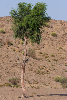 Parc naturel d\'Al Saleel